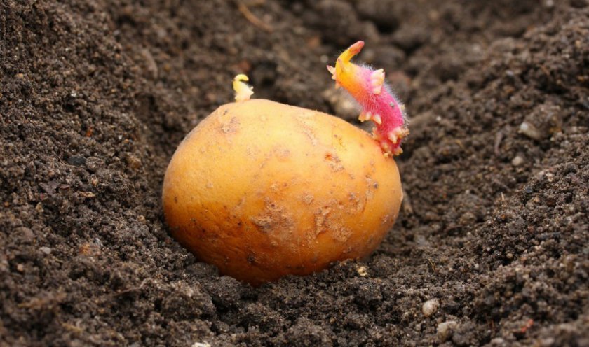 274ab0455c4561899828120c286ddfbd Картопля Наташа: характеристика та опис сорту, вирощування і урожайність, фото