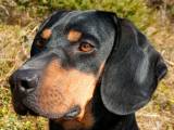 288a86db6206066f16b87b36747c59d5 Австрійська гонча (брандлбракк): опис породи собак з фото і відео