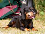 29ee52d7431ee7ede193f3052ba3fa03 Австрійська гонча (брандлбракк): опис породи собак з фото і відео