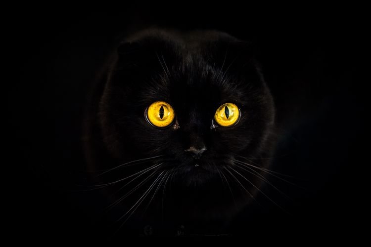 2af687fd1010c88d317a51984f8d6593 Як кішки бачать у темряві | чому