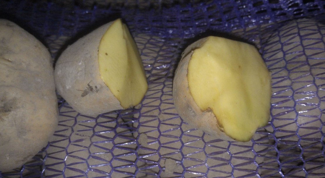 2d4408793d4661fed66b36dc7a4b4348 Картопля Бриз: опис та характеристика сорту, смакові якості і врожайність, вирощування і догляд, фото