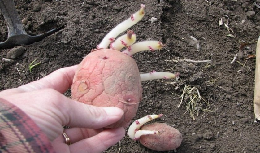 2e5cfe6c5461c3b5b87135c4182b15cf Сорт картоплі Лабелла: характеристика та опис сорту, врожайність і вирощування, фото
