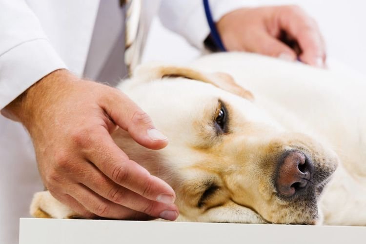 30945918f3dfce194a9225262a7a22f1 Сечокамяна хвороба (СКХ) у собак: симптоми і лікування | препарати, причини
