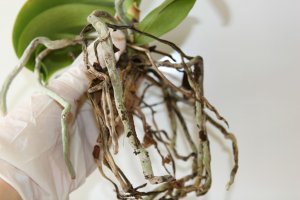 30ba3914307f3fda7e1fb18e772a4837 У орхідеї сохнуть коріння: що робити і як врятувати рослина, як пересадити і зберегти орхідею