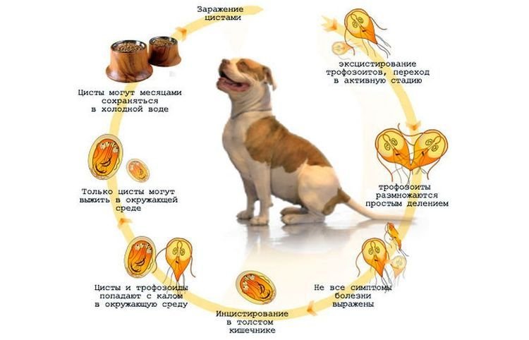 36ef0c12799582b1fe897739a5ec5fb5 Лямблії у собак: симптоми і лікування | що робити і як лікувати