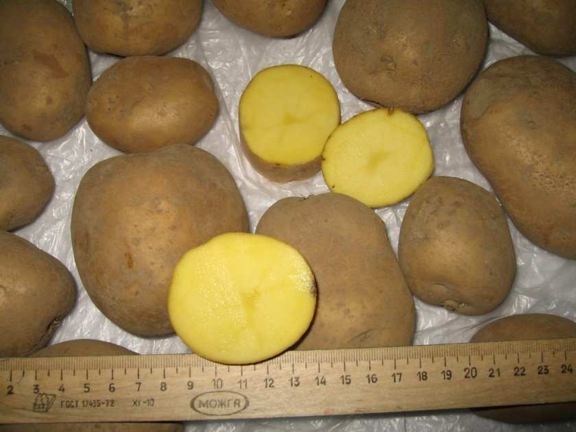 383bb40d9e58f936880641989c55a148 Картопля Скарб (опис сорту) вирощування, врожайність, фото