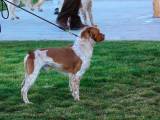 3a110d526cd2c40b95065cf080fa245a Бретонська епаньоль (Епаньол бретон): опис породи собак з фото, відео