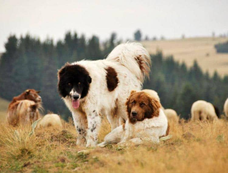 3cb2a147a12650bb84ebe1d976c2a762 Болгарська вівчарка (Каракачанская собака): Опис породи з фото і відео