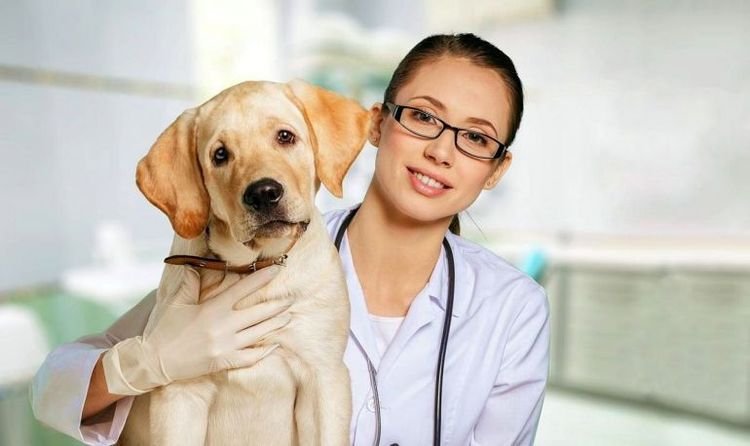 3dc815ed590b6677c5c951f6019fc744 Рожевий лишай у собаки: симптоми і лікування | причини
