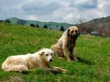 3f3f3957dc9b3c03fec00a3c57c0d0f0 Шарпланинская вівчарка (югославська вівчарка): опис породи собак з фото