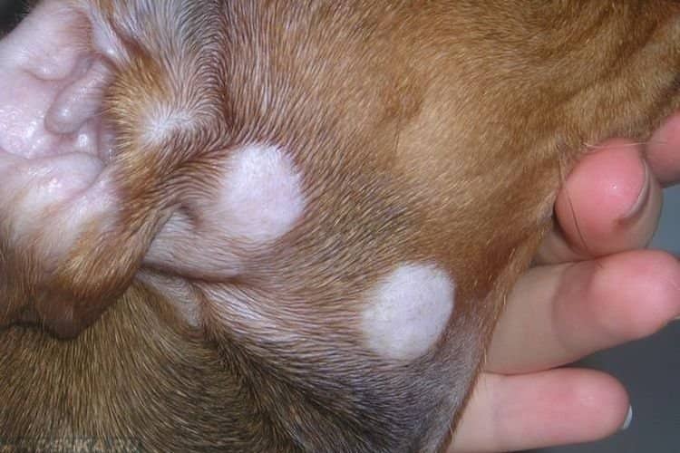 409585797731b00c81727606145ef9fc Мікроспорія у собак: симптоми і лікування | фото, як лікувати