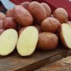 40c325d76b8a4741c0adfaf70485df45 Картопля Вінета: опис та характеристика сорту, смакові якості, терміни дозрівання і особливості зберігання, фото