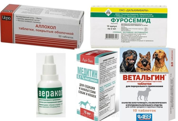 432864ccda8cc038e38e0760bc21fa18 Асцит у собаки: симптоми і лікування черевної порожнини | причини