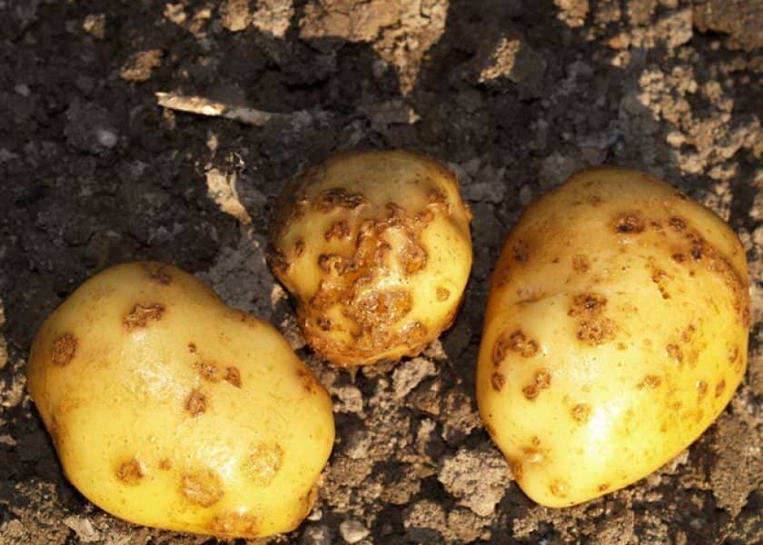 4369fc4f8ce97ca1c71144891d9ba070 Картопля сорту Рагнеда: характеристика і опис, врожайність і спосіб вирощування, фото