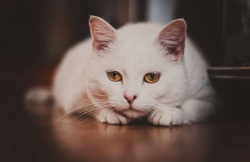448567c9022771822ef9c870127ecacd Піна з рота у кішки або кота: причина і що робити | чому йде біла піна