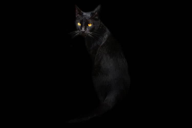 45be3442907bb51705c0e2c65b2b419a Як кішки бачать у темряві | чому