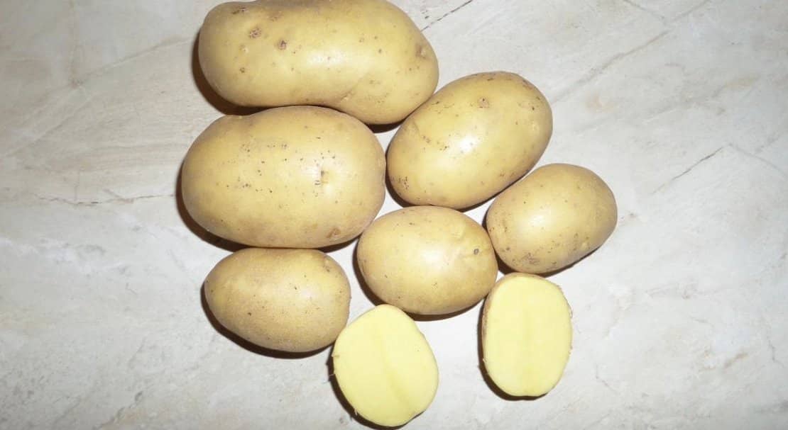 46ac8c55b434028020dd7afa2abb89f6 Сорт картоплі Вега: характеристика і опис, вирощування і урожайність, методи збору і зберігання, фото