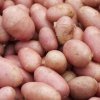 471dc7b3b0cfb2137581845b1ea7fbe7 Сорт картоплі Вега: характеристика і опис, вирощування і урожайність, методи збору і зберігання, фото