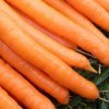 478bfbdd6d18a005863e00ce91bb20d7 Моркву сорту Вітамінна: ботанічний опис і характеристика, плюси і мінуси, вирощування і догляд, фото, відгуки