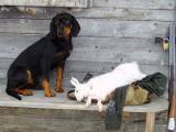 4874eb23e477352b48b935e5897c33f5 Австрійська гонча (брандлбракк): опис породи собак з фото і відео