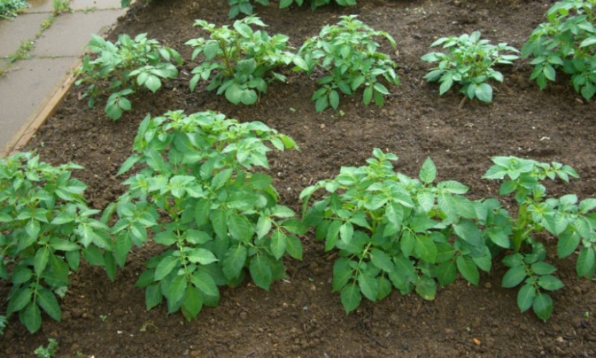 492d248cfbf4799f5b860c6f6e838857 Картопля Чорний принц: опис та характеристика сорти, вирощування і догляд, фото