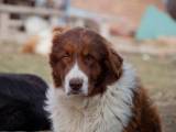 49c87323f08a81b5d1e1cd90a08e427e Болгарська вівчарка (Каракачанская собака): Опис породи з фото і відео