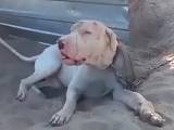 4baf5c4bbbcdb492bd3320aaf0e27439 Гуль донг (Пакистанський бульдог): опис породи собак з фото і відео