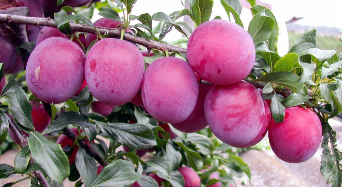 4bc11f901643e39c843d9d914273009a Зливу: опис та характеристика, ягода або фрукт, тип плоду, до якого сімейства відноситься, фото