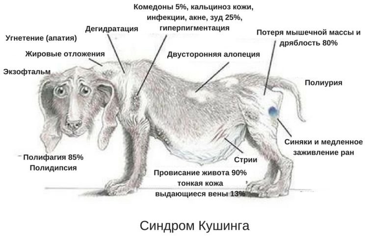 Синдром кушинга у подростка фото