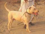 500f8c2cdbd5a955a71bfb276efcc4b5 Гуль донг (Пакистанський бульдог): опис породи собак з фото і відео