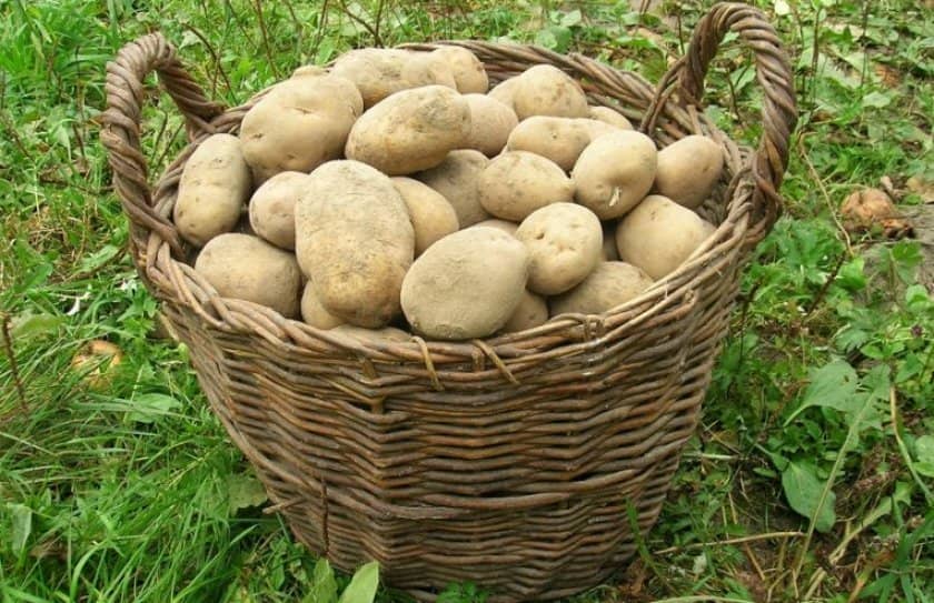 50a8a091243e8a75328cdfcb79d10de6 Картопля Єлизавета: опис та характеристика сорти, урожайність і вирощування, фото