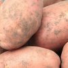 5159befe112fa6baee9fed0e86448e8c Картоплю Санте: опис та характеристика сорту, смакові якості, особливості вирощування та догляду, фото