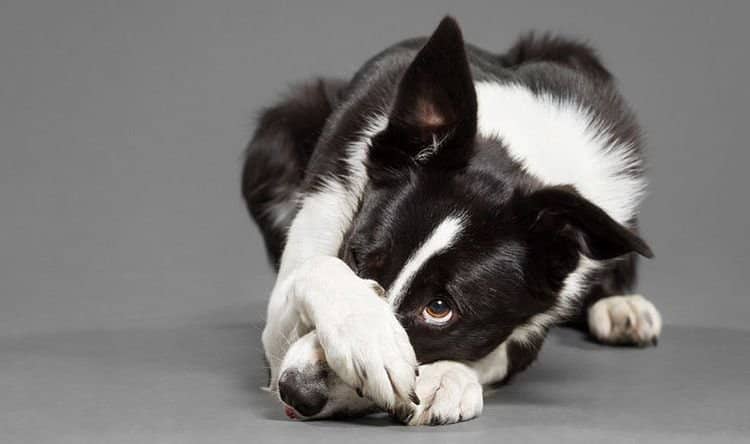 526208d8155e8ea45ef3b7833430f6a8 Нежить у собаки: причини і лікування | як лікувати соплі в домашніх умовах