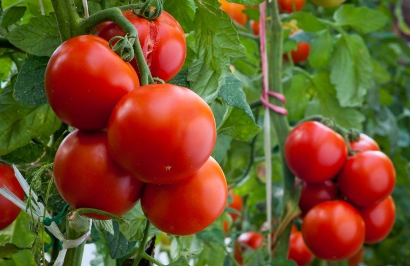595111f14b85bdadfc8a8e32d42c5727 Сорт томатів Літній сад F1: характеристика і опис, особливості посіву, вирощування і догляду, фото