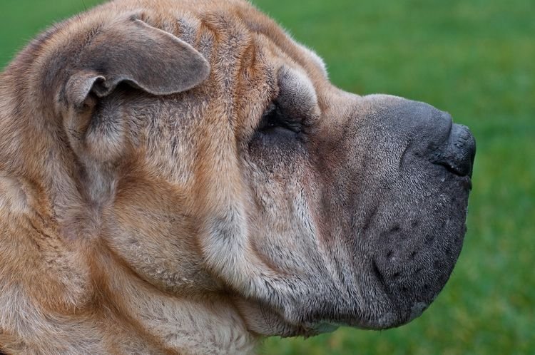 5981c9cc665cfefbbd7e76928e4e74d3 Піодермія у собак: симптоми і лікування | межпальцевая, фото, як лікувати в домашніх умовах