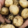 5b8e99ff6cf8b341abf1d67e5e5b8ccf Картопля Янка: опис та характеристика сорту, смакові якості, особливості вирощування, фото, відео
