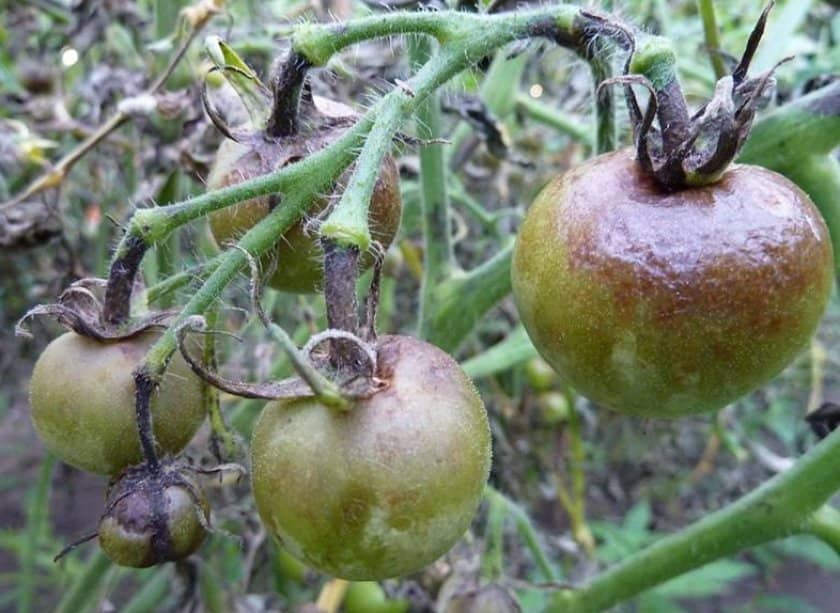 5d5cde1b2e90e8cbf7a66e8ebbdac513 Сорт томатів Літній сад F1: характеристика і опис, особливості посіву, вирощування і догляду, фото