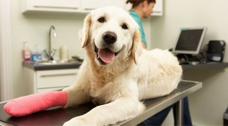 5db822be460b8cdd51b11ada368cbd29 Пододерматит на лапах у собак: симптоми і лікування | в домашніх умовах