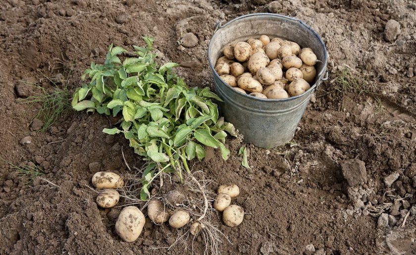 6380ff1040ceb0ec833c7760ecff46dd Сорт картоплі Вега: характеристика і опис, вирощування і урожайність, методи збору і зберігання, фото
