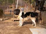 64674b09196290e08d20f8715b1e73ff Болгарська вівчарка (Каракачанская собака): Опис породи з фото і відео