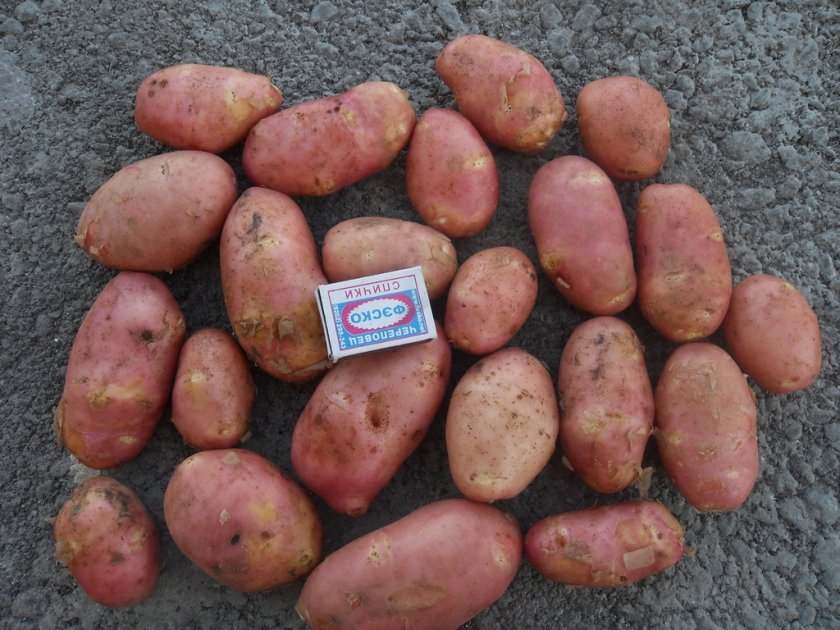 660891da8db57307a255b549cd4e80a0 Картопля Скарлет: опис та характеристика сорту, смакові якості, вирощування і догляд, фото