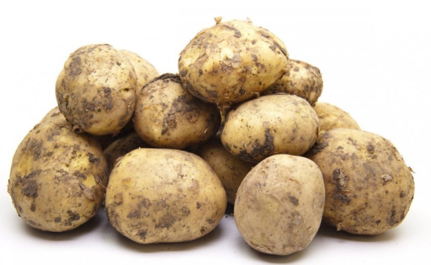 662e4463570f2b98af482a2e158f6c76 Картопля Ривєра: опис та характеристика сорту, смакові якості, особливості вирощування, фото