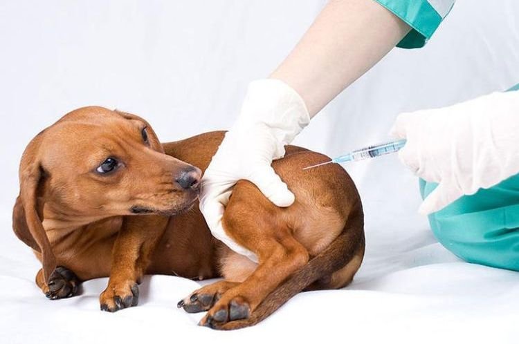 6649fd8298a65927effb6a2d7248008a Піодермія у собак: симптоми і лікування | межпальцевая, фото, як лікувати в домашніх умовах