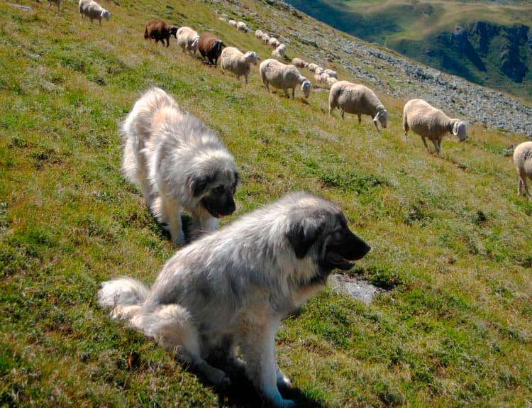 6d550118e49bac1123117bfc069292df Шарпланинская вівчарка (югославська вівчарка): опис породи собак з фото