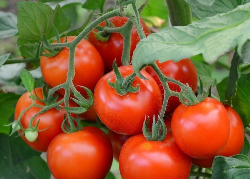 6dc6a367c2cd9f41a77ca143002587f5 Сорт томатів Літній сад F1: характеристика і опис, особливості посіву, вирощування і догляду, фото