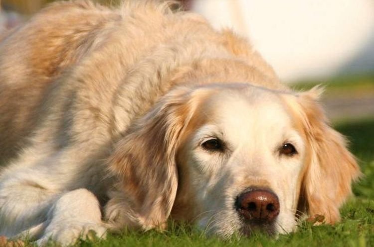 6f4894c2a4c20c98f0023ab41f2326e8 Спондильоз у собаки: симптоми і лікування | причини, як вилікувати