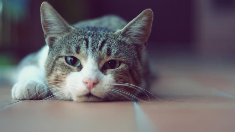 6fb1f24242986b79011a94562411a6c6 Щільний живіт у кішки: причини і що робити | лікування