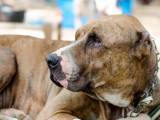 72de39f93f34bad8beccb4082647519a Буллі кутта (Пакистанський мастиф): опис породи собак з фото і відео