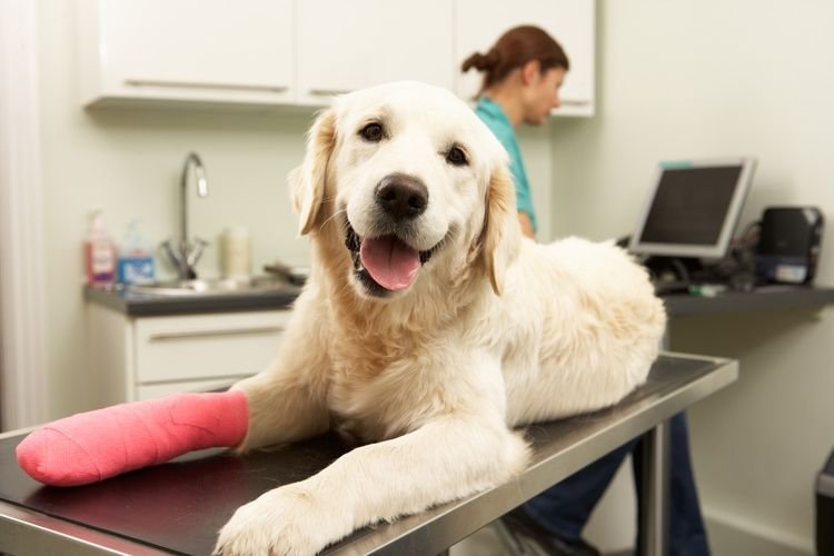 73b2b63aba198e3d2f12d2e0ca3a8a65 Перелом передніх і задніх лап собак: симптоми, лікування що робити
