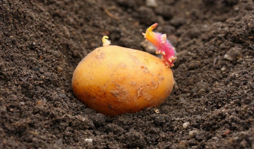 745fbb1e03b8509da3ace38fae507a5a Картопля Лорх: опис, характеристика і смакові якості, особливості вирощування, фото